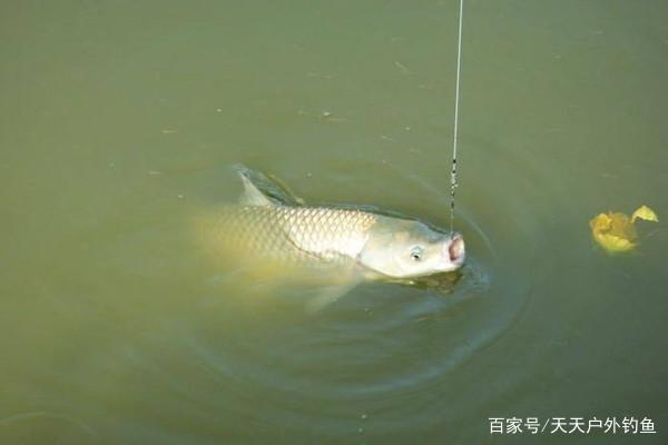 草鱼这么钓就对了，试试这3大绝招，夏季使用，钓一次爽一次